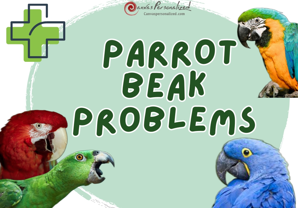 7 Parrot Beak Problems: What Every Bird Owner Should Know 4 Parrot Beak Problems