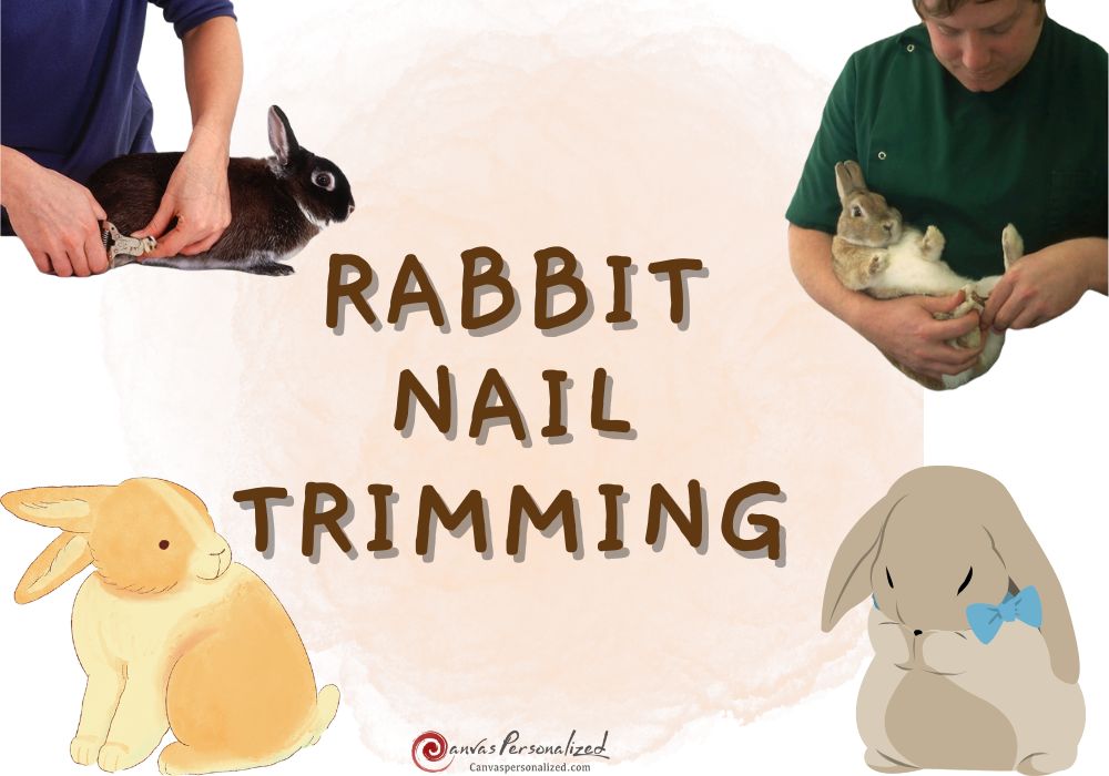 Rabbit Nail Trimming Guide Tips And Tricks For An Easy Experience