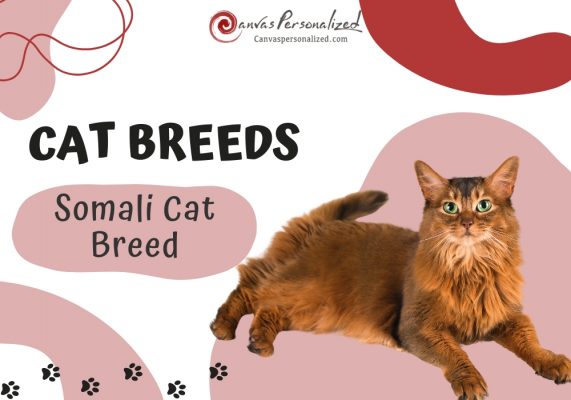 Somali Cat Breed