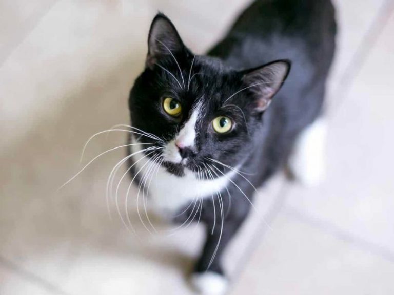 Tuxedo Cat Breed The Ultimate Guide To This Fancy Feline