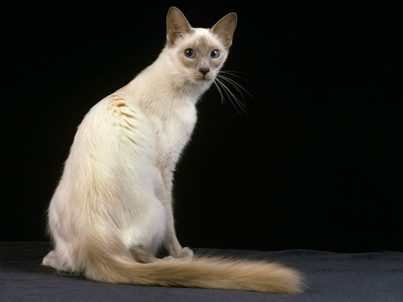 Javanese Cat Breed: A Feline Symphony Of Beauty 8 The Javanese Cat Characteristics