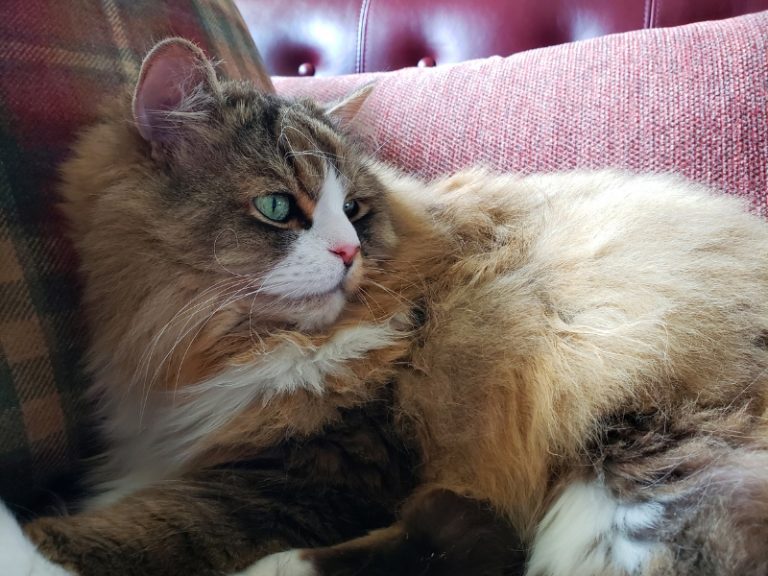 Unveiling The RagaMuffin Cat Breed: Unraveling Their Magic
