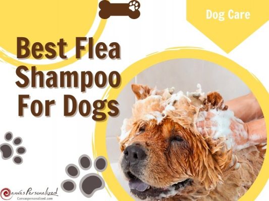 Best Flea Shampoo For Dogs