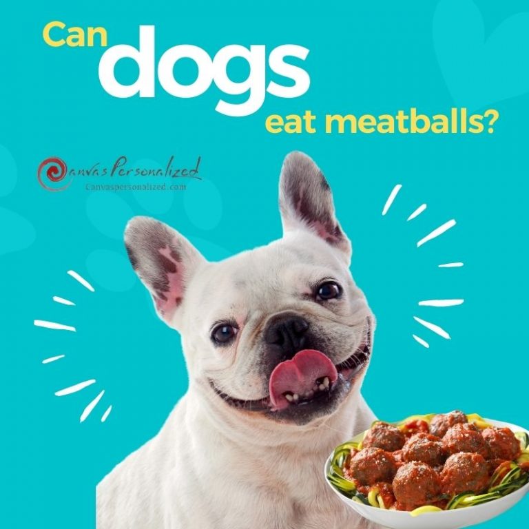 Can Dogs Eat Meatballs? A Comprehensive Guide In 2023