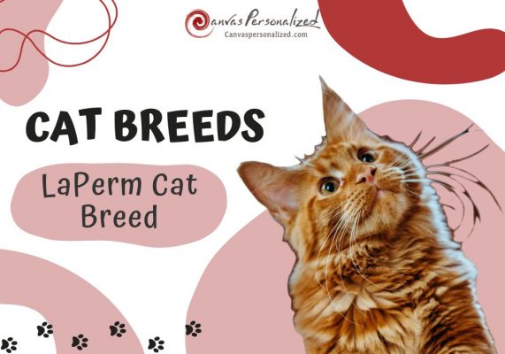 Laperm Cat Breed