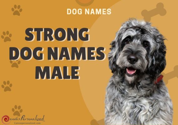 390+ Strong Dog Names Male For Your Mighty Canine Companion 20 390+ Strong Dog Names Male For Your Mighty Canine Companion