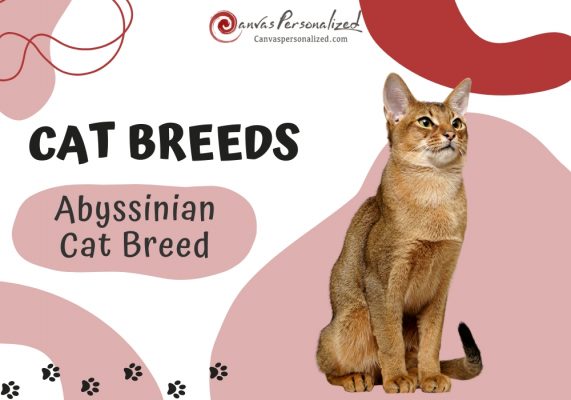 Abyssinian Cat Breed