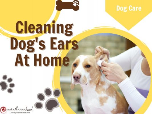 Cleaning Dog'S Ears At Home With 9 Easy Steps &Amp; Helpful Tips 41 Cleaning Dog'S Ears At Home