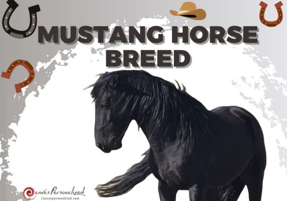 Mustang Horse Breed