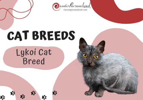 Lykoi Cat Breed