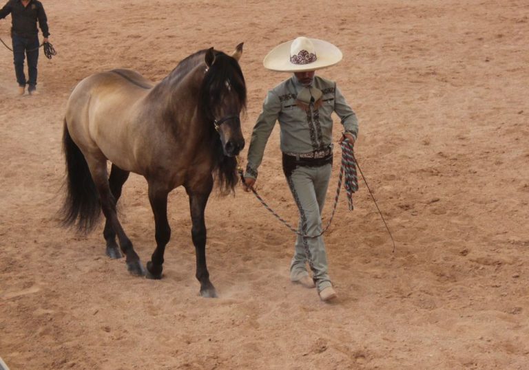 Azteca Horse Breed Alluring Blend Of Elegance And Strength