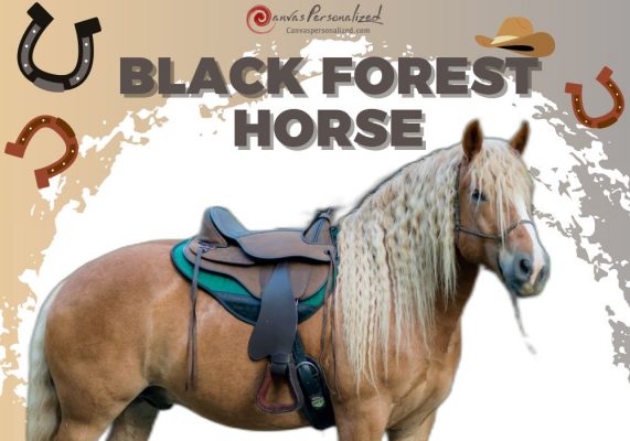 Black Forest Horse: A Chestnut Beauty With Flaxen Mane 31 Black Forest Horse