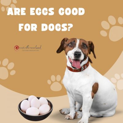 Are Eggs Good For Dogs? We Got All The Answers