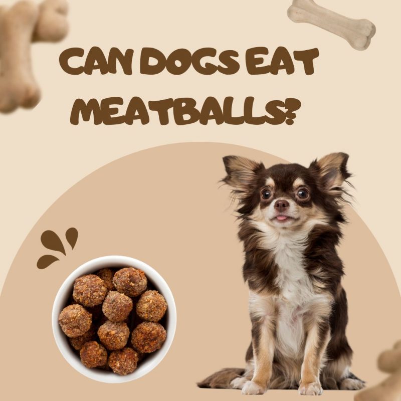 Can Dogs Eat Meatballs? A Comprehensive Guide In 2023