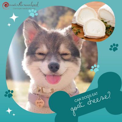 Can Dogs Eat Goat Cheese?