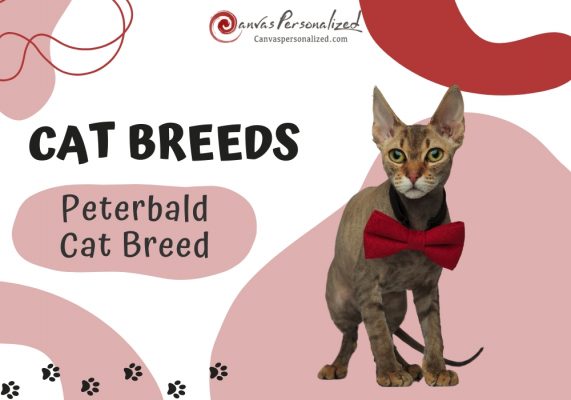 Peterbald Cat Breed
