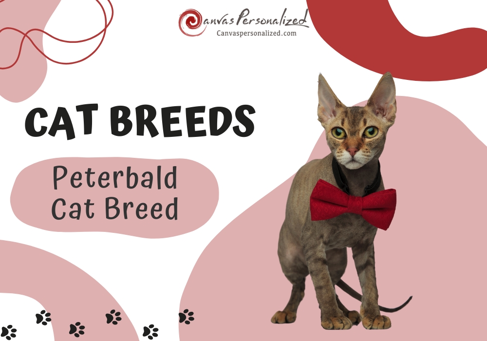 The Ultimate Guide To Peterbald Cat Breed Care And Love 13 Peterbald Cat Breed