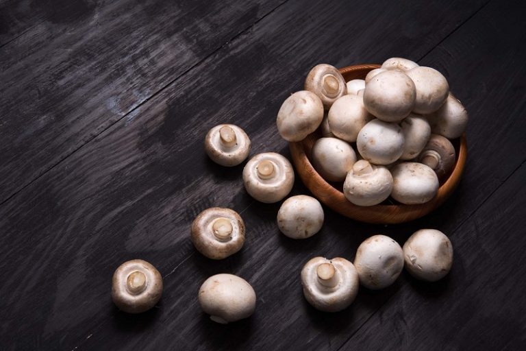 Are Mushrooms Good For Dogs? Benefits And Risks 2023