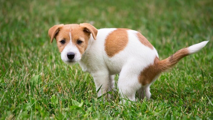 How To Make Dogs Poop Quickly? 11 Easy Ways In 2023 12 How To Make A Dog Poop Quickly