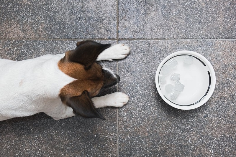 How To Make Dogs Poop Quickly? 11 Easy Ways In 2023 18 How To Make Dog Poop Faster