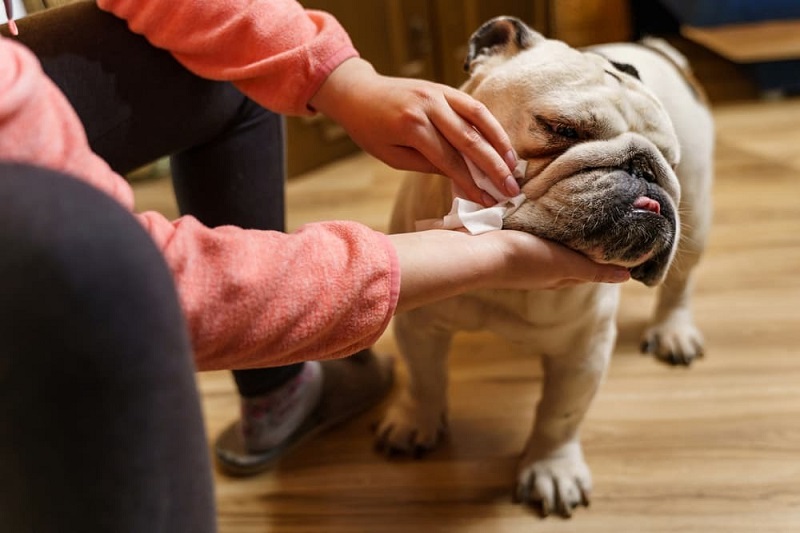 How To Make Dogs Poop Quickly? 11 Easy Ways In 2023 19 How To Make Dog Poop Faster