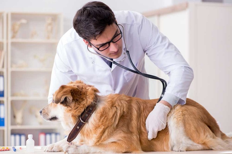 How To Make Dogs Poop Quickly? 11 Easy Ways In 2023 21 How To Make Dogs Poop Faster