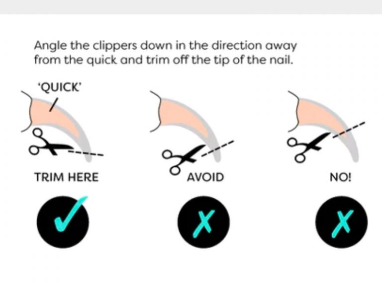 View of How To Trim Cat Nails Safely: Your Essential Guide