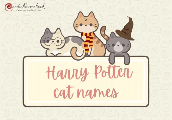 Harry Potter Cat Names
