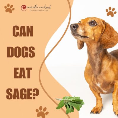 Can Dogs Eat Sage? Is Sage Good Or Toxic For Your Dog? 61 Can Dogs Eat Sage?