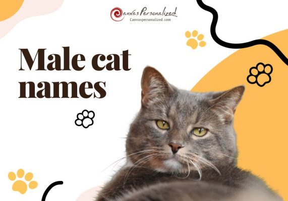 Male Cat Names