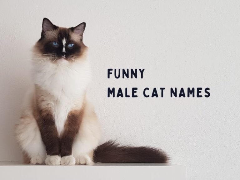 430 Funny Cat Names That Will Make You Giggle