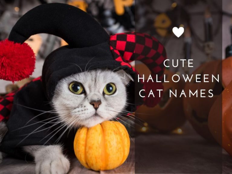 420-halloween-cat-names-a-hauntingly-fun-collection