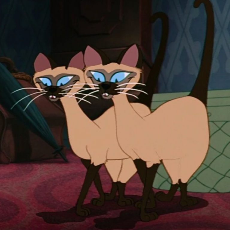 285-siamese-cat-names-best-monikers-for-siamese-cats
