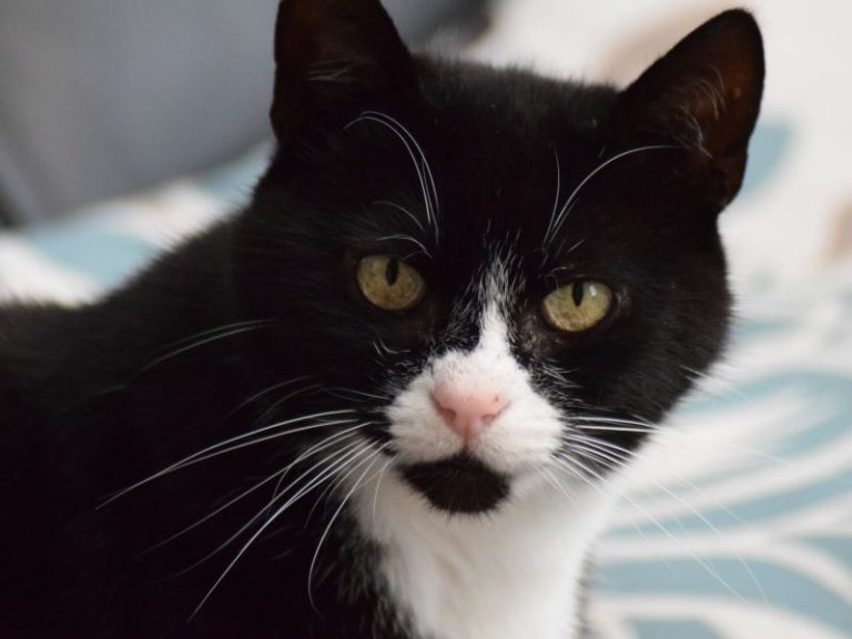 Top 440 Tuxedo Cat Names For Your Dapper Kitten (2024)