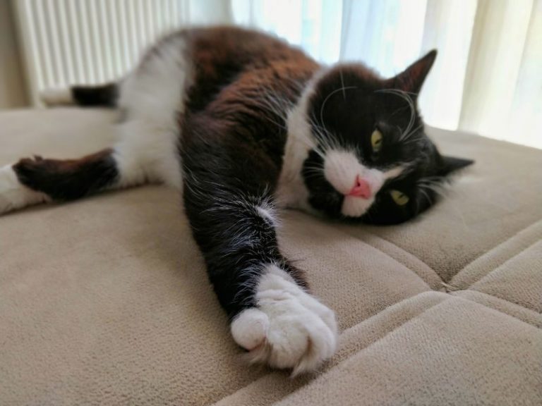 Top 440 Tuxedo Cat Names For Your Dapper Kitten (2024)