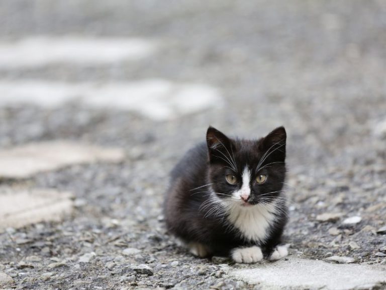 Top 440 Tuxedo Cat Names For Your Dapper Kitten (2024)