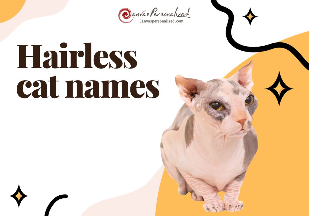 430+ Creative Hairless Cat Names That'Ll Make Your Pet Shine 10 465 Creative Hairless Cat Names That'Ll Make Your Pet Shine