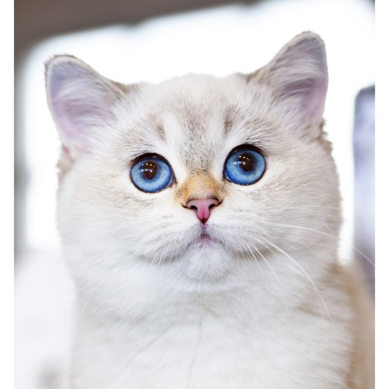 white cat names with blue eyes