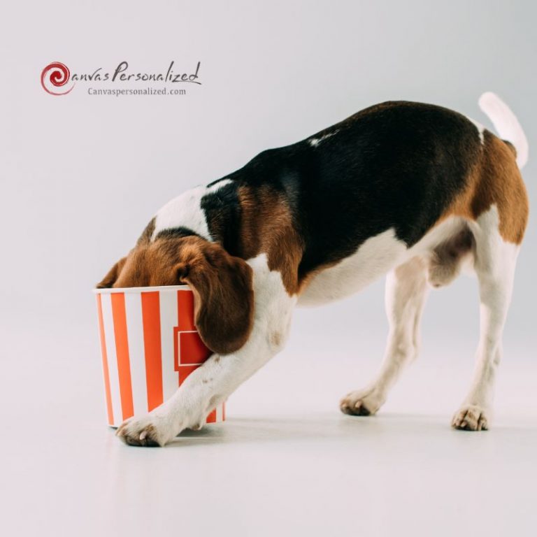 Is Popcorn Good For Dogs? The Truth You Need To Know
