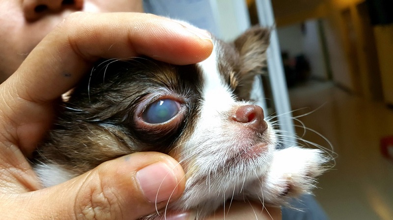 Corneal Damage is a common dog eye infection. Image via Veterinary Vision Center.