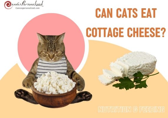 Can Cats Eat Cottage Cheese? What You Need To Know 20 Can Cats Eat Cottage Cheese