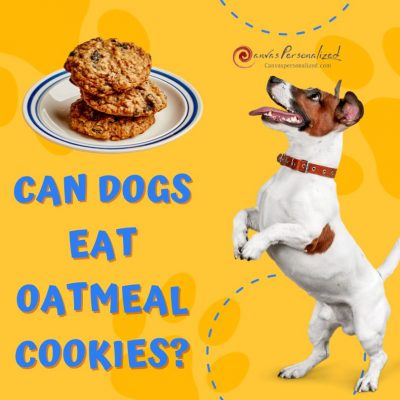 Can Dogs Eat Oatmeal Cookies? Everything You Must Know 63 Can Dogs Eat Oatmeal Cookies? Everything You Must Know