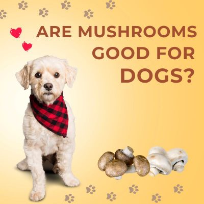 Are Mushrooms Good For Dogs? Benefits And Risks 2023
