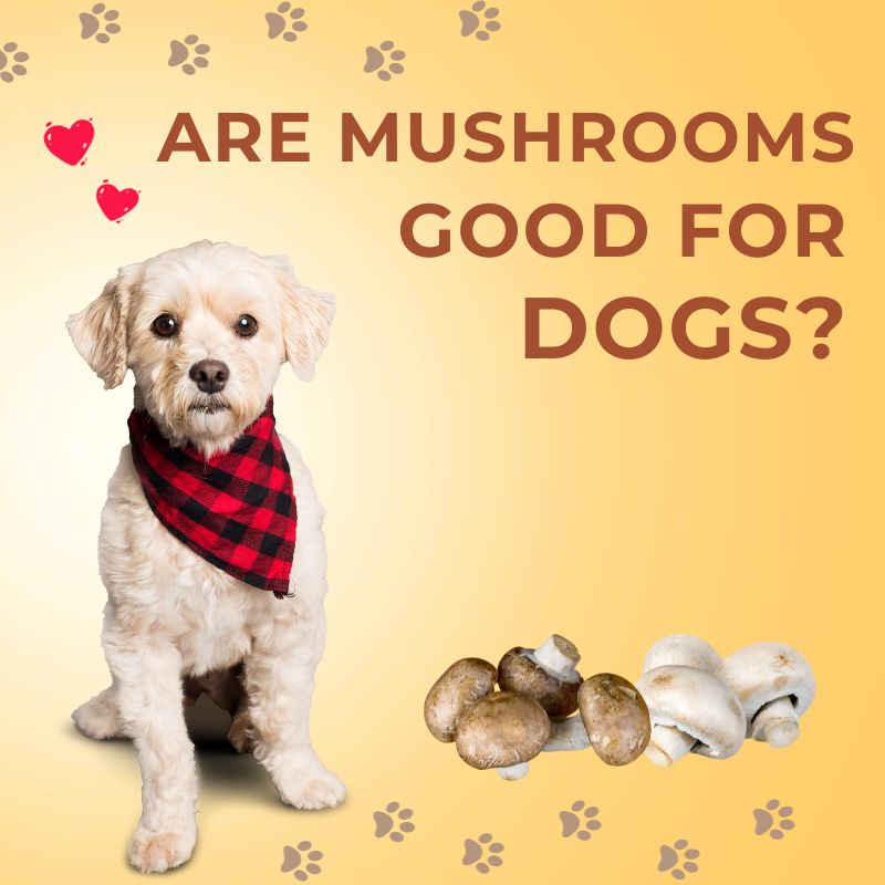Are Mushrooms Good For Dogs? Benefits And Risks 2023