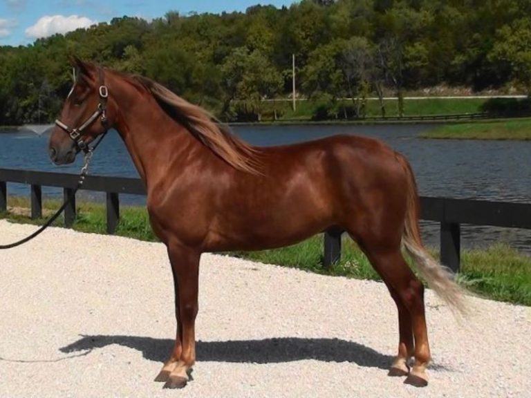 Kentucky Mountain Saddle Horse Discover The Majestic Breed