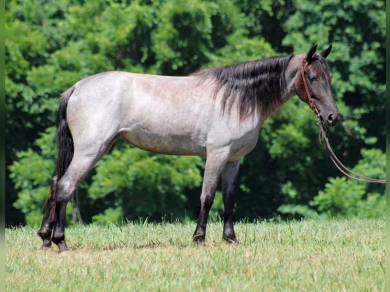 Kentucky Mountain Saddle Horse Discover The Majestic Breed