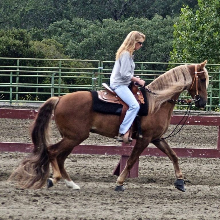 Kentucky Mountain Saddle Horse Discover The Majestic Breed