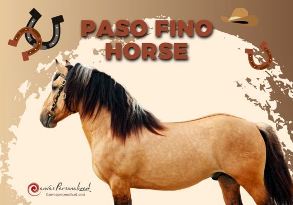Paso Fino Horse Breed: History, Characteristics, And Care 27 Paso Fino Horse