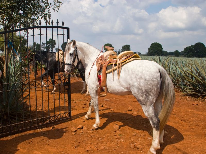 paso fino horse origin