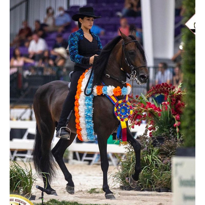 Paso Fino Horse Association 51st Grand National Championship Show